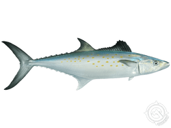 Spanish Mackerel